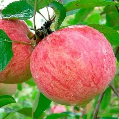 Яблоня КОРИЧНОЕ ПОЛОСАТОЕ в Казани