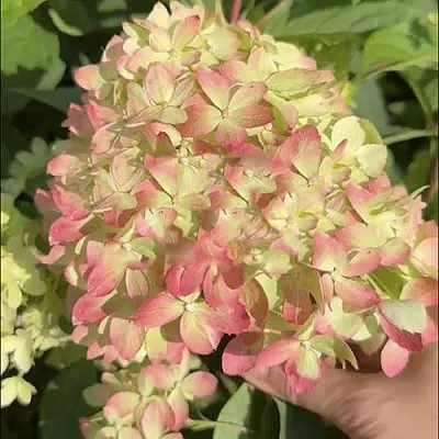 Гортензия ЛИТТЛ ЛАВ метельчатая  Гортензия ЛИТТЛ ЛАВ метельчатая в Казани