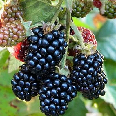 Ежевика ОУАЧИТА бесшипная в Казани