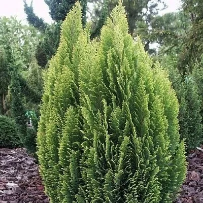 Кипарисовик ЭЛВУДИ ЭМПАЙР лавсана  Кипарисовик ЭЛВУДИ ЭМПАЙР лавсана в Казани