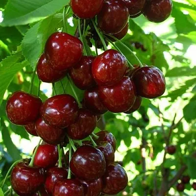 Вишня ВОСТОРГ колонновидная  Вишня ВОСТОРГ колонновидная в Казани