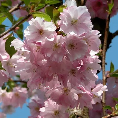 Вишня АККОЛЕЙД цветущая  Вишня АККОЛЕЙД цветущая в Казани