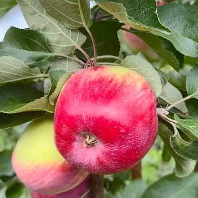 Яблоня АРБАТ колонновидная  Яблоня АРБАТ колонновидная в Казани