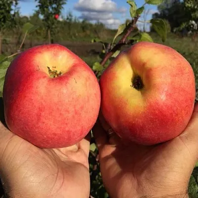 Яблоня КОВРОВОЕ стелющаяся в Казани