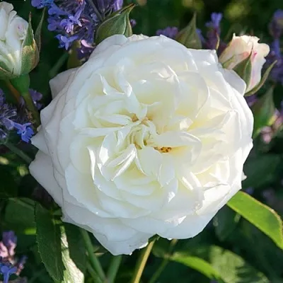 Саженцы роз АЛАБАСТЕР флорибунда  Саженцы роз АЛАБАСТЕР флорибунда в Казани