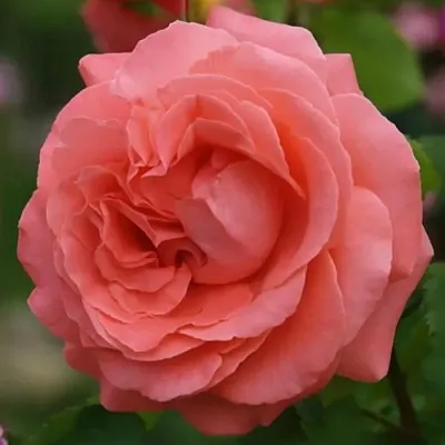 Саженцы роз ДИДИ БРИДЖУОТЕР плетистая  Саженцы роз ДИДИ БРИДЖУОТЕР плетистая в Казани