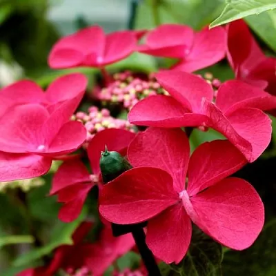 Гортензия РОТШВАНЦ крупнолистная  Гортензия РОТШВАНЦ крупнолистная в Казани