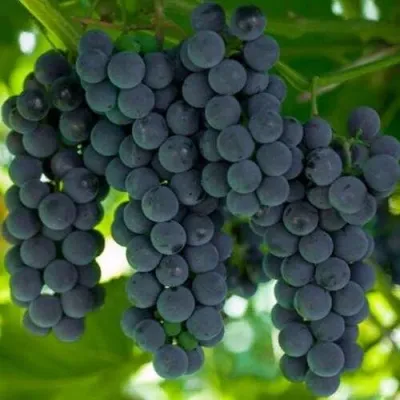 Виноград КЭМПБЕЛЛ ЭРЛИ — описание сорта Виноград КЭМПБЕЛЛ ЭРЛИ в Казани