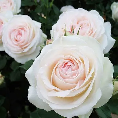 Саженцы роз ПАЛЕ РОЯЛЬ плетистая  Саженцы роз ПАЛЕ РОЯЛЬ плетистая в Казани