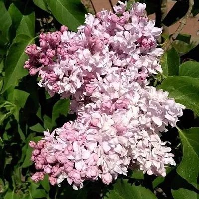 Сирень МИЛОСЕРДИЕ в Казани