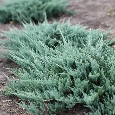 Можжевельник БЛЮ ЧИП горизонтальный  Можжевельник БЛЮ ЧИП горизонтальный в Казани