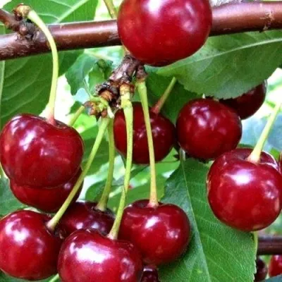 Дюк ШПАНКА ДОНЕЦКАЯ в Казани