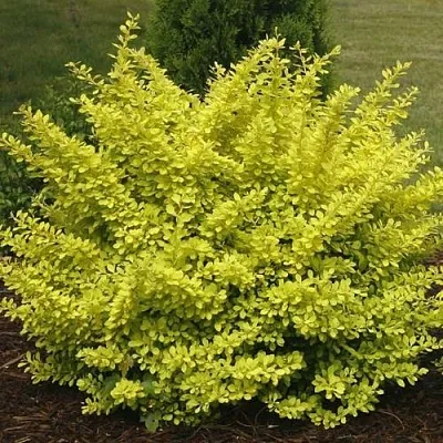 Барбарис АУРЕА тунберга  Барбарис АУРЕА тунберга в Казани