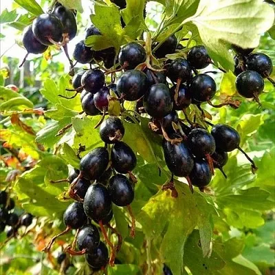 Смородина золотистая ОВАЛЬНАЯ в Казани