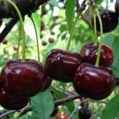 Дюк ЧУДО-ВИШНЯ — описание сорта Дюк ЧУДО-ВИШНЯ в Казани