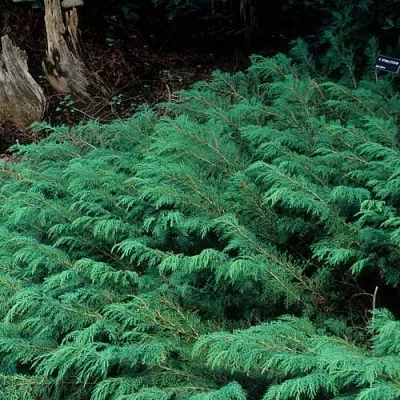 Микробиота  Микробиота в Казани