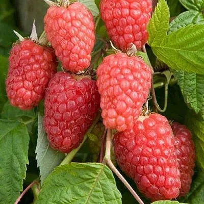 Малина КАСКАД ДЕЛАЙТ  Малина КАСКАД ДЕЛАЙТ в Казани