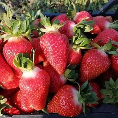 Клубника ЛЮЧИЯ  Клубника ЛЮЧИЯ в Казани