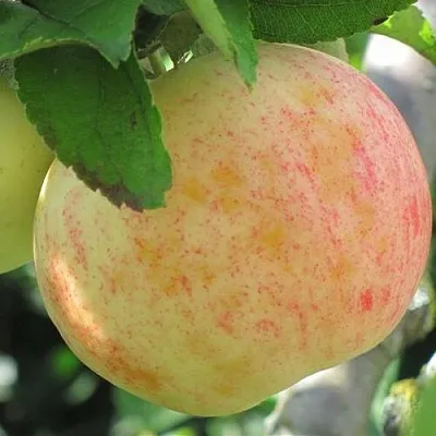 Яблоня ЛЕТНЕЕ СЛАДКОЕ в Казани