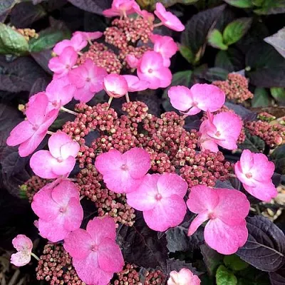 Гортензия ДАРЕДЕВИЛ пильчатая  Гортензия ДАРЕДЕВИЛ пильчатая в Казани