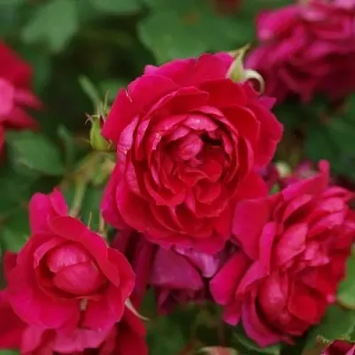 Саженцы роз КВАДРА плетистая  Саженцы роз КВАДРА плетистая в Казани