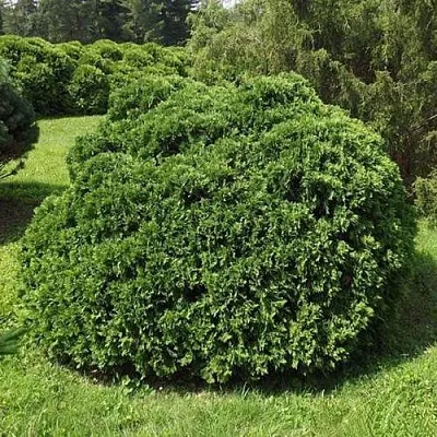 Туя УМБРАКУЛИФЕРА западная  Туя УМБРАКУЛИФЕРА западная в Казани