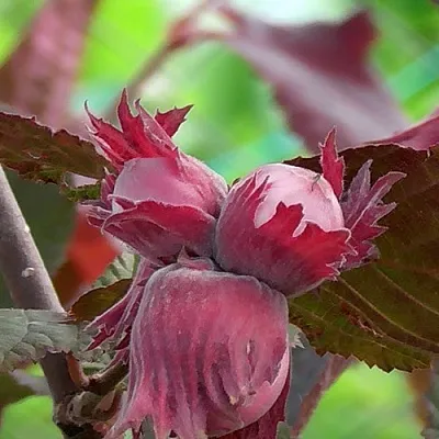 Фундук КАРДИНАЛ в Казани