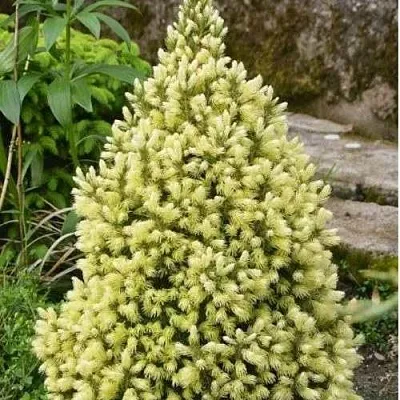 Ель МАЙГОЛД колючая  Ель МАЙГОЛД колючая в Казани