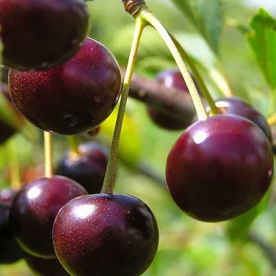 Вишня ЛИВЕНСКАЯ  Вишня ЛИВЕНСКАЯ в Казани