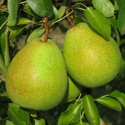Груша НАЙТ-ВЕРТ колонновидная — описание сорта Груша НАЙТ-ВЕРТ колонновидная в Казани
