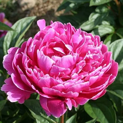 Пион СЕБАСТЬЯН МААС травянистый  Пион СЕБАСТЬЯН МААС травянистый в Казани