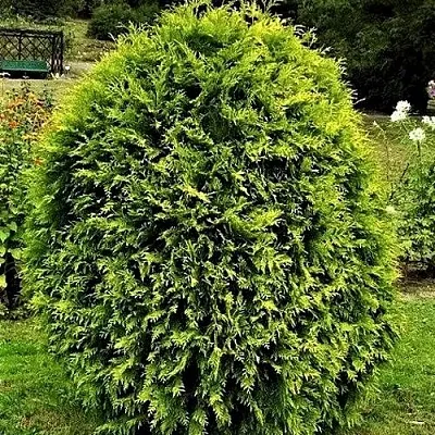 Туя ТИП ТОП западная  Туя ТИП ТОП западная в Казани