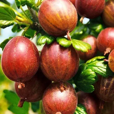 Крыжовник ШЕРШНЕВСКИЙ — описание сорта Крыжовник ШЕРШНЕВСКИЙ в Казани