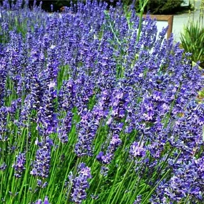 Лаванда ФЕНОМЕНАЛ узколистная  Лаванда ФЕНОМЕНАЛ узколистная в Казани
