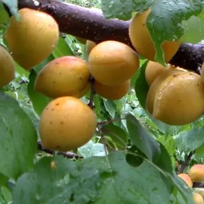 Абрикос МАНИТОБА — описание сорта Абрикос МАНИТОБА в Казани