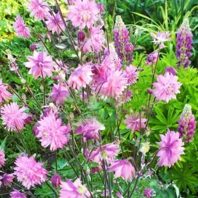 Аквилегия БАРЛОУ ПИНК гибрид МакКаны — описание сорта Аквилегия БАРЛОУ ПИНК гибрид МакКаны в Казани