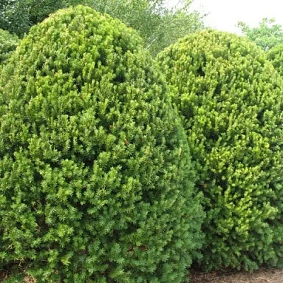 Тис  Тис в Казани