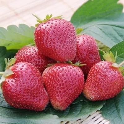 Клубника ВИМА КСИМА  Клубника ВИМА КСИМА в Казани