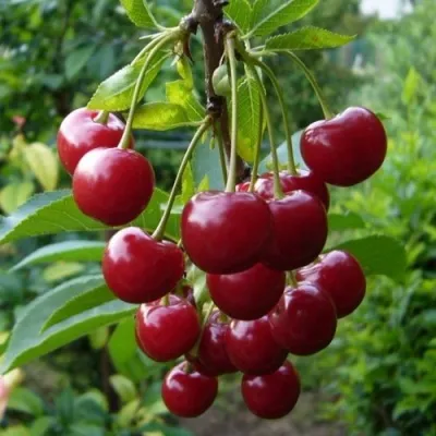 Вишня ВЯНОК — описание сорта Вишня ВЯНОК в Казани