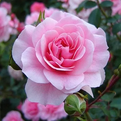 Саженцы роз БОНИКА флорибунда  Саженцы роз БОНИКА флорибунда в Казани