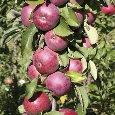 Яблоня ЕСЕНИЯ колонновидная  Яблоня ЕСЕНИЯ колонновидная в Казани