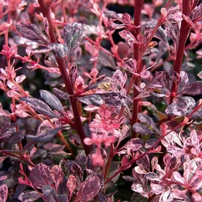 Барбарис АРЛЕКИН тунберга  Барбарис АРЛЕКИН тунберга в Казани