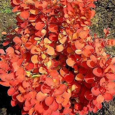 Барбарис ОРАНЖ ФАЙЕР тунберга  Барбарис ОРАНЖ ФАЙЕР тунберга в Казани