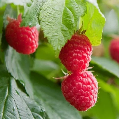 Малина МАРАВИЛЛА  Малина МАРАВИЛЛА в Казани