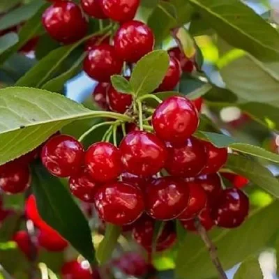 Вишня ГИРЛЯНДА  Вишня ГИРЛЯНДА в Казани