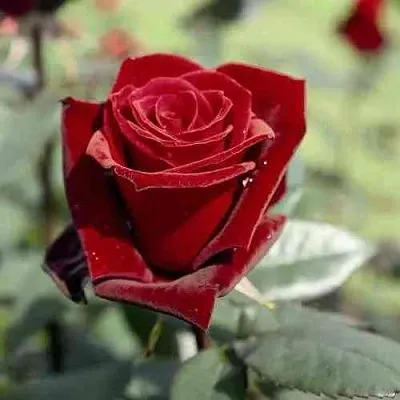 Саженцы роз ТАБУ чайно-гибридная в Казани