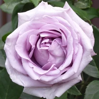 Саженцы роз ИНДИГОЛЕТТА плетистая  Саженцы роз ИНДИГОЛЕТТА плетистая в Казани