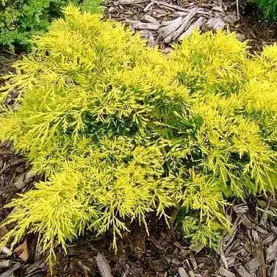 Можжевельник КИНГ ОФ СПРИНГ средний  Можжевельник КИНГ ОФ СПРИНГ средний в Казани