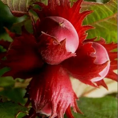 Фундук БАГРЯНЕЦ в Казани