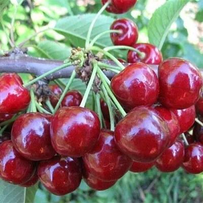 Вишня ДЕСЕРТНАЯ МОРОЗОВОЙ  Вишня ДЕСЕРТНАЯ МОРОЗОВОЙ в Казани